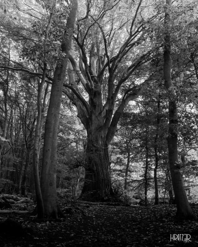 Tattoos der Ewigkeit – Unser Spaziergang führt uns immer tiefer in den Wald, die regulären Wege haben wir dabei schon längst hinter uns gelassen. Unsere eigene Geschichte ist im Verhältnis zur unendlichen Zeit eher flüchtig, und man merkt erst, wie klein man ist, wenn man vor diesem mindestens 300 Jahre alten Riesen steht. Umringt von seinen jüngeren Artgenossen thront er wie ein König im Zentrum.

Die Rinde dieses Giganten ist Zeuge von Jahrhunderten, auf die die Zeit ihre Tattoos der Ewigkeit gezeichnet hat: Jede noch so kleine Narbe und jede Rille erzählt von ganzen Epochen. Voller Ehrfurcht ist die Berührung (Bild 2) dieser Textur. Sie ist die Verbindung zur Stille, zu den unvorstellbar tiefen Wurzeln und zu all dem, was Bestand hat, wenn ein Zyklus endet.

➡️ Swipe: Die Berührung ist wie ein Tor zu längst verstorbenen Seelen und ich durfte meine eigene flüchtige Geschichte dieser immensen Zeitlosigkeit beilegen. Ich weiß das der Riese sie wohlwollend in der Tiefe seiner Struktur aufbewahren wird und sie wenn mein irdischer Zyklus endet von ihm erzählt wird.

#Tattoo #Tattoos #Samhain #Ewigkeit #Baum #großerBaum #alterBaum #300Jahre #Monochrom #Naturtextur #KünstlerischeFotografie #Kratz3r #Poesie #Naturfotografie #SchwarzWeissFotografie