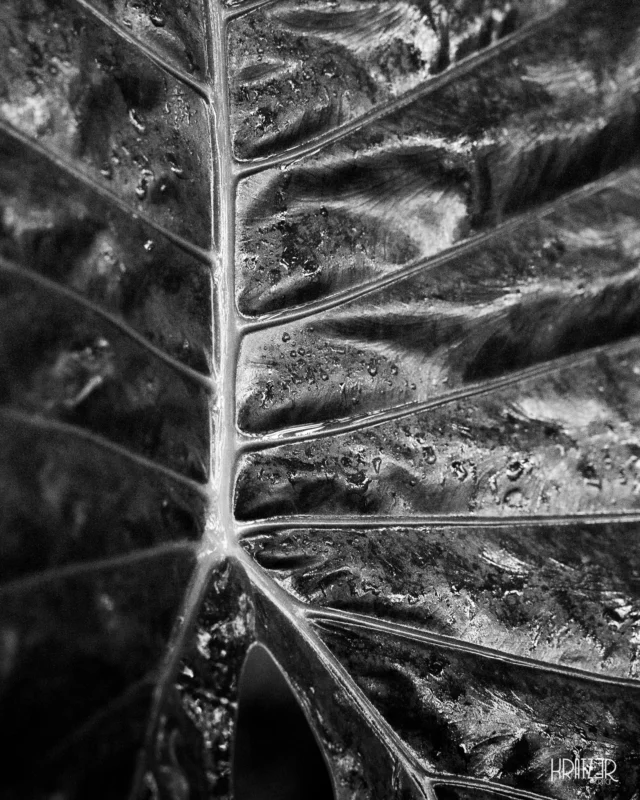 Intime Kommunikation – Ich bin der pure unverfälschte Augenblick der Wahrnehmung. Ich bin das Gefühl selbst, das über die Haut streicht. Ich spüre die Lebenslinien und die Vergänglichkeit. Spüre die Narben und die Tiefe der Existenz. Ich bin die Nähe, kann aber auch unangenehm sein. Es gibt keine Mauer, oder Abwehr die mich täuschen kann. Komplex und einzigartig wie jeder von uns – die Sprache der Berührung in ihrer intimsten Textur. 

Was würde dir deine Haut erzählen, wenn du dir Zeit nimmst, sie wirklich zu berühren?

#Intime #Kommunikation #Sprache #Berührung #Haut #Leder #MakroPoesie #IntimeTextur #Vergänglichkeit #Künstlerisch #Fotografie #Kratz3r #Art #bw_photooftheday  #macrophoto #blackandwhite