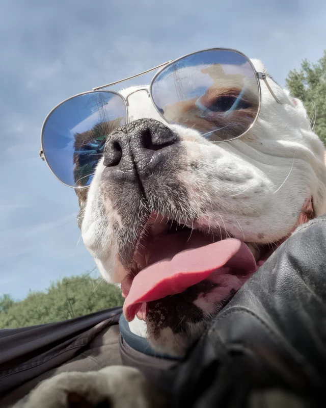 Manche Pfotenabdrücke bleiben für immer im Herzen. Maggy war eine der coolsten Hundedamen, die ich kennenlernen durfte. Sie war immer so schön gediegen unterwegs und im Sprint konnte ich sie kaum einholen 😉😜 Nach einem langen Kampf ist sie nun friedlich eingeschlafen, doch sie hinterlässt eine große Leere. Damit sie ihren letzten Weg nach Hause antreten kann, braucht mein langjähriger Freund unsere Hilfe. Wer etwas beisteuern kann oder den Beitrag teilt, hilft dabei, diesen schweren Abschied ein kleines Stück leichter zu machen.

https://gofund.me/189c93b07
@patrick_rust_official